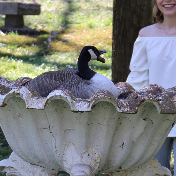 Meet your Posher, Sierra - Picture 1 of 1